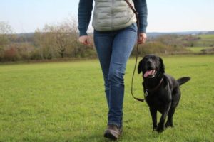 Hund an der Leine; Hundeerziehung
