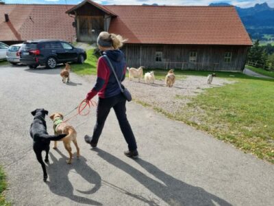 Knigge für den Hund
