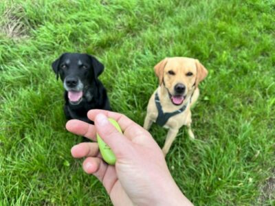 Clicker-Training Hund