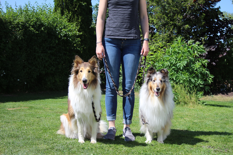 Hunde-Erziehung