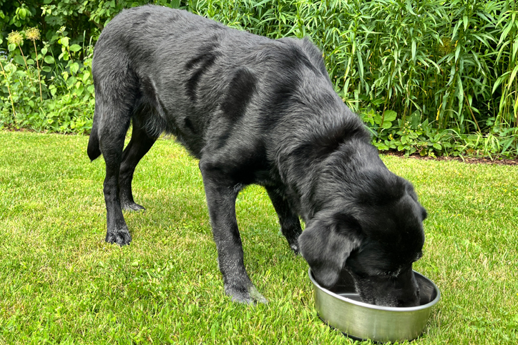 Hundefutter
